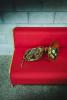 French horn lying on the red couch